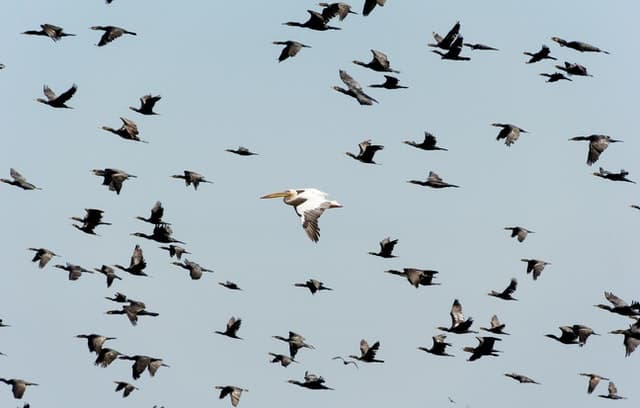 A single white pelican flying among a large flock of dark cormorants against a pale blue sky