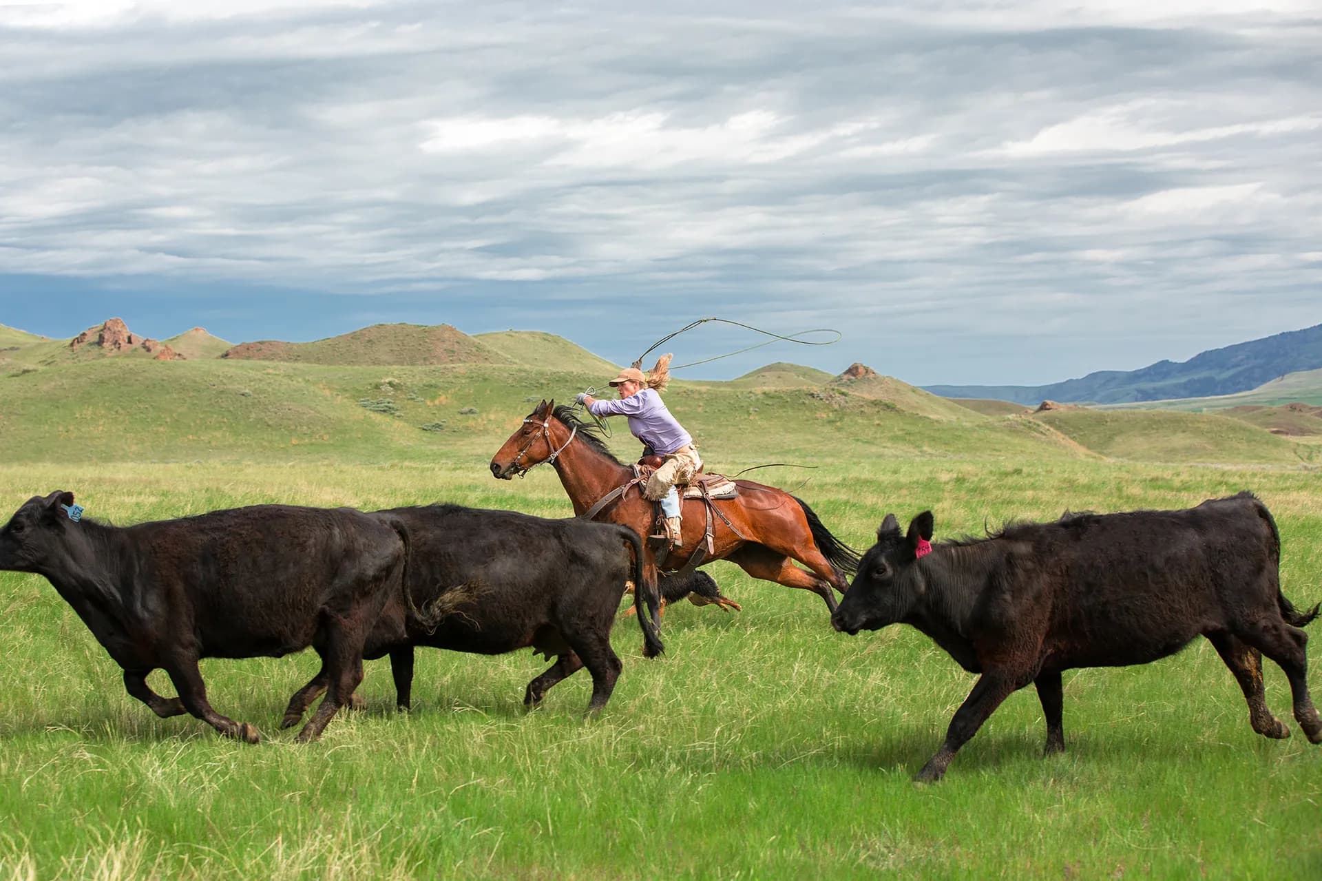 Woman on a galloping horse swinging a lasso as she chases black cattle across a green prairie with rolling hills behind
