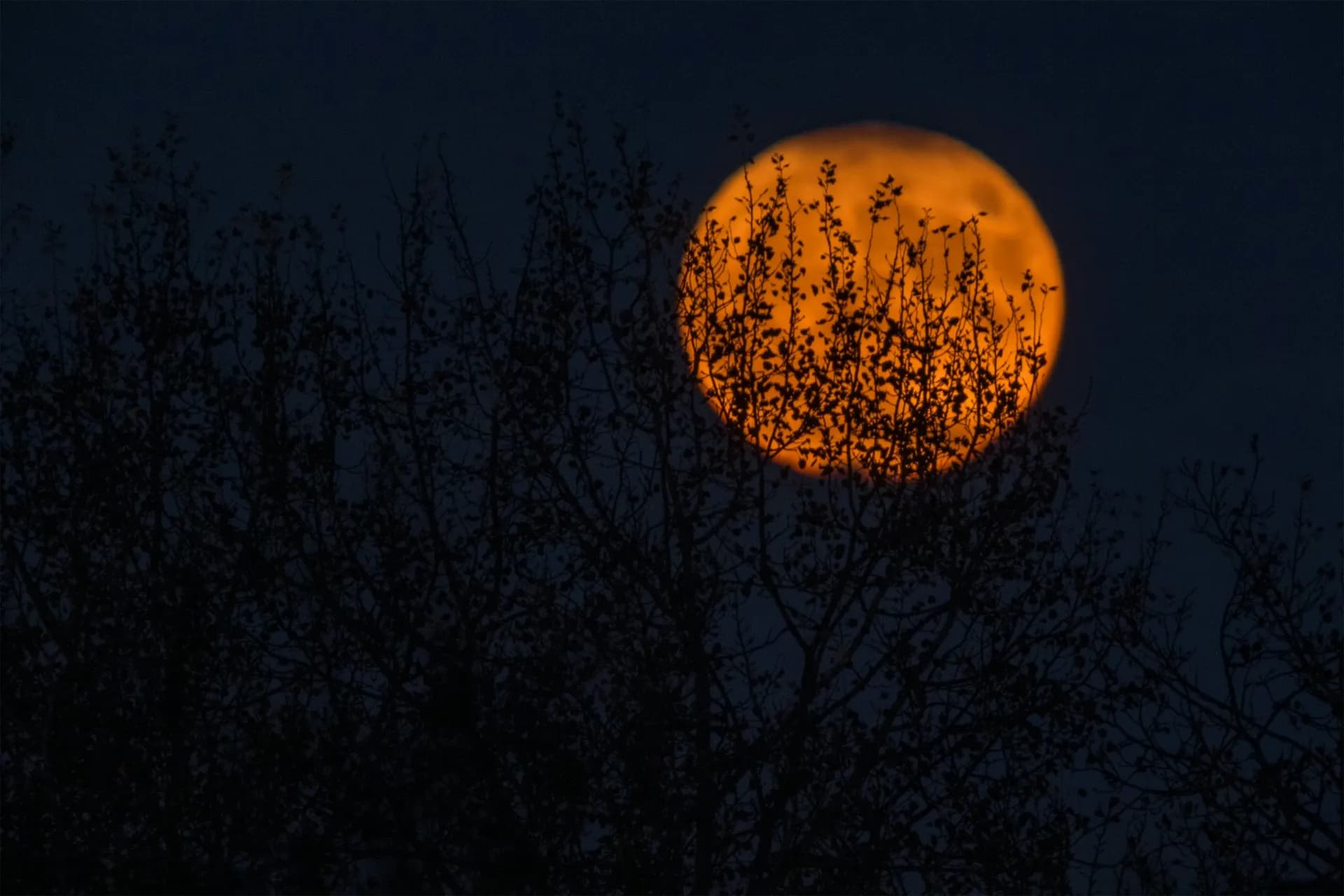 A large orange full moon rising behind the dark silhouetted branches of trees in a night sky